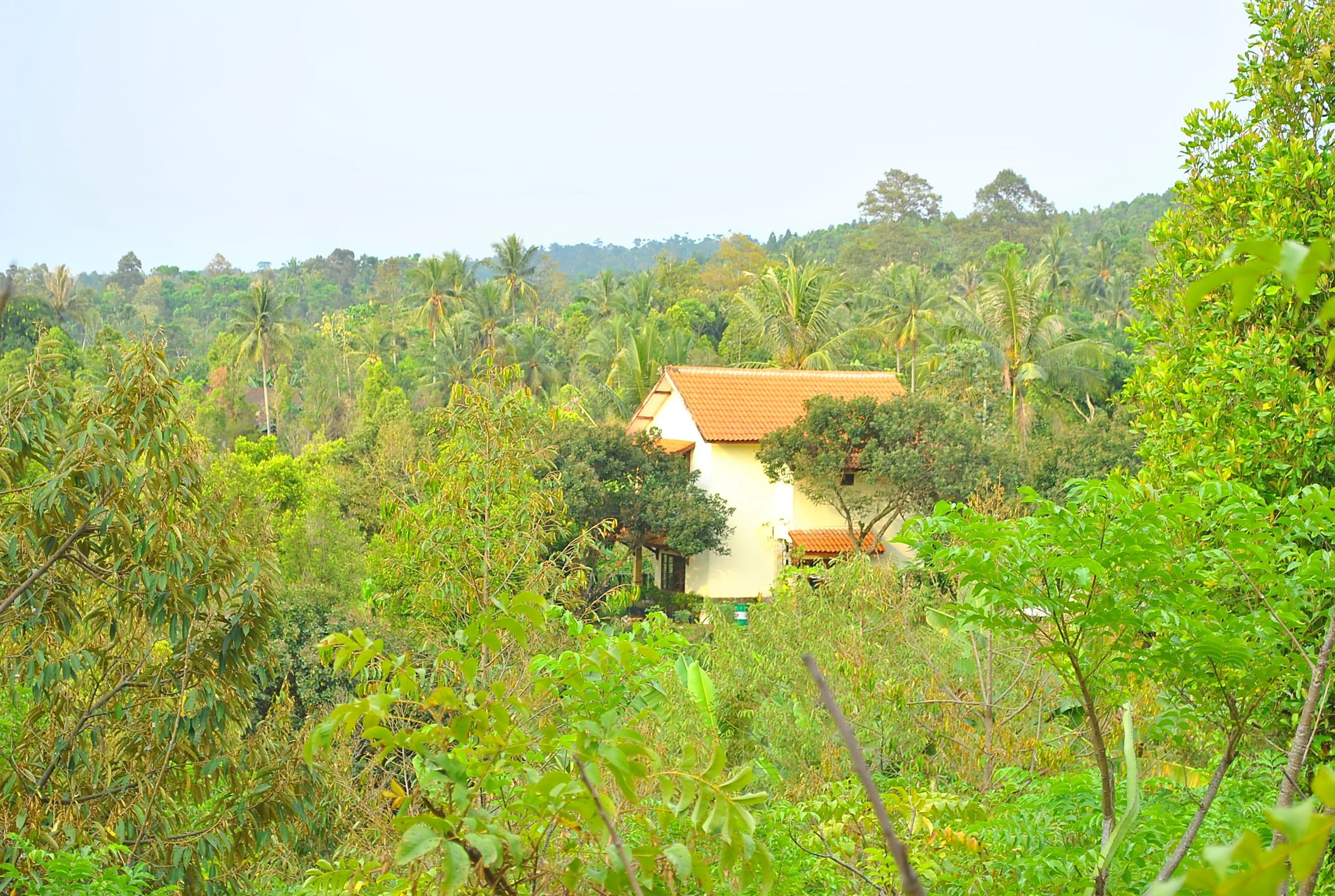 Lahan Kebun 2.9 Ha di Kawasan Wonosalam Training Center Jombang-2