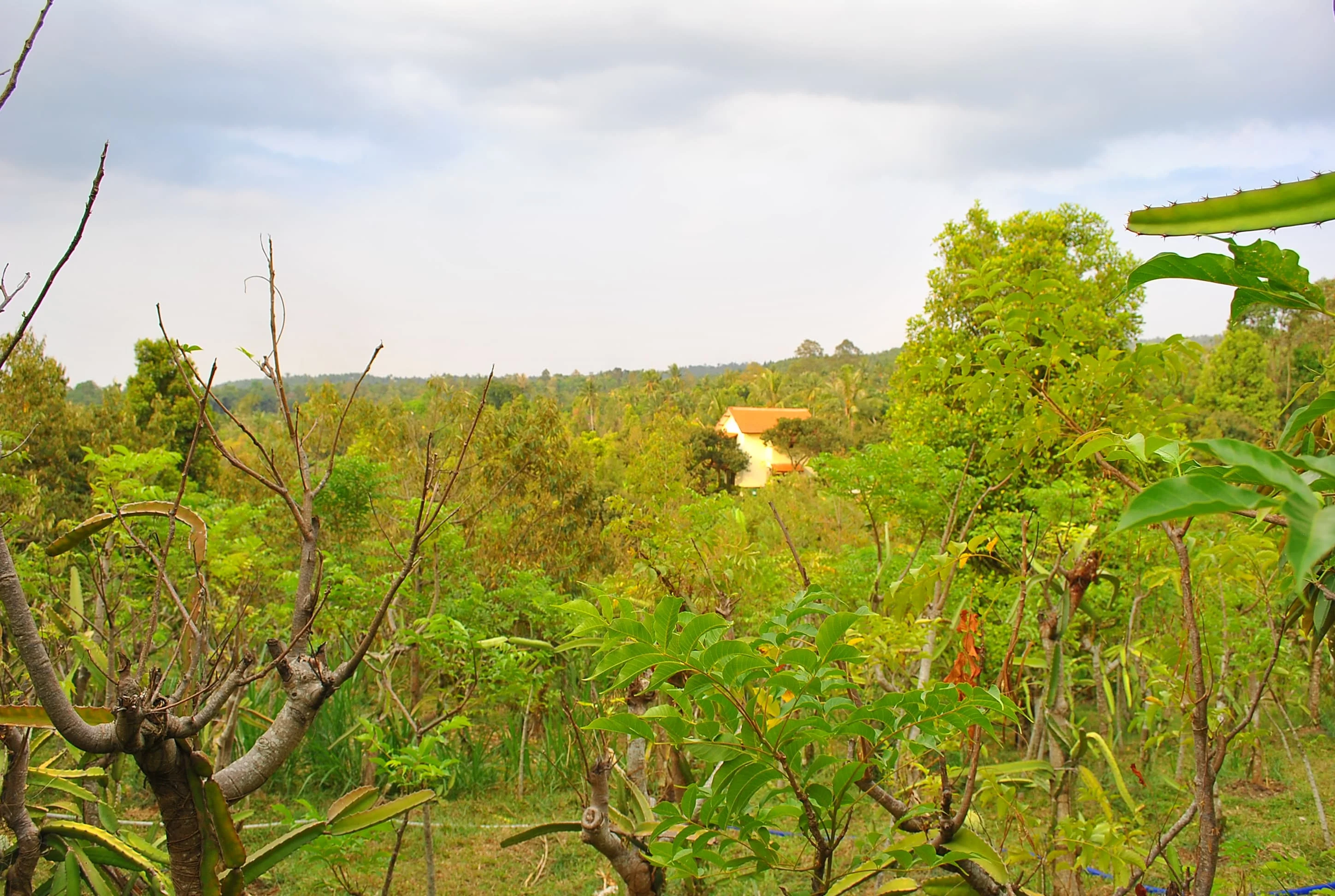 Lahan Kebun 2.9 Ha di Kawasan Wonosalam Training Center Jombang-3