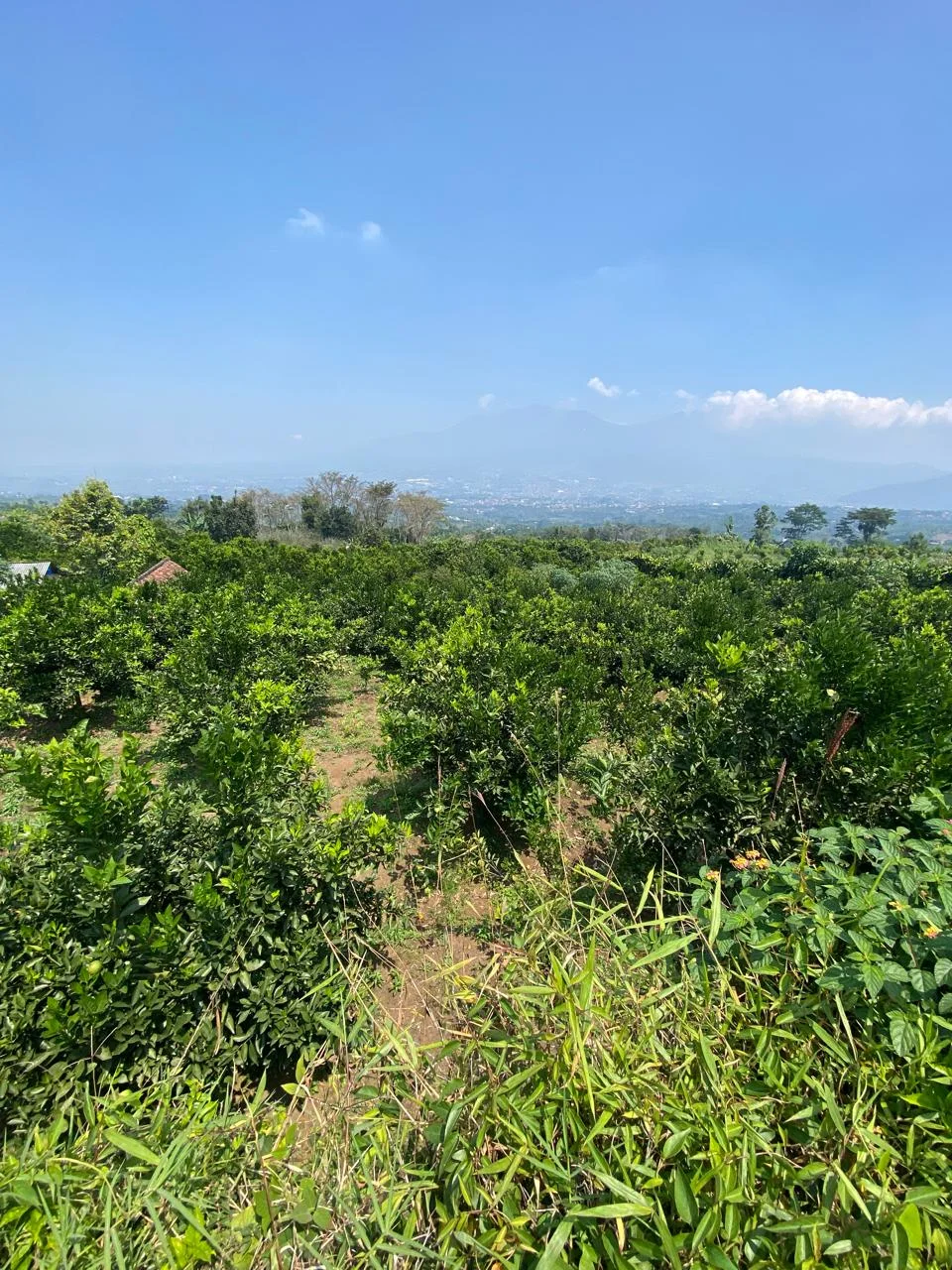 Lahan Kebun Jeruk 3.418m2 Bumiaji Kota Wisata Batu-4