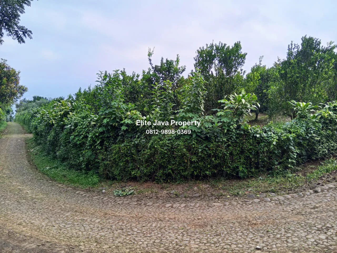 Lahan Kebun Jeruk 3.418m2 Bumiaji Kota Wisata Batu-5