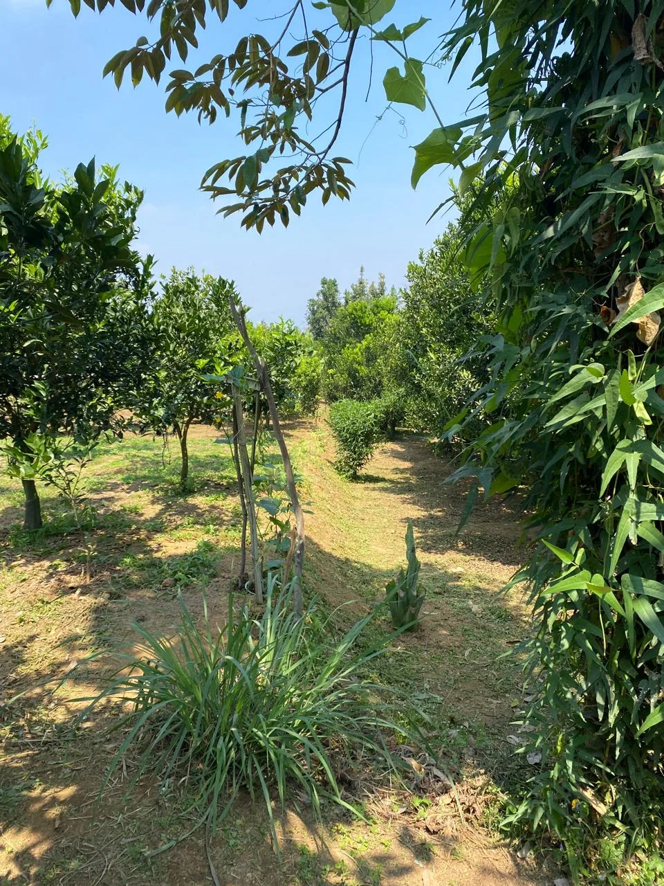 Lahan Kebun Jeruk 3.418m2 Bumiaji Kota Wisata Batu-3